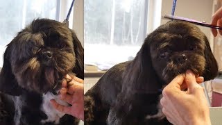 Grooming Guide  Full Grooming Shih Tzu 60 [upl. by Aloz]