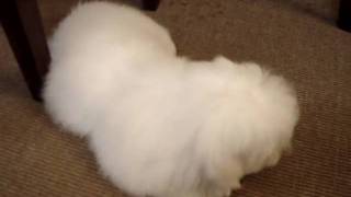 45 months coton de tulear doing few tricks [upl. by Dnivra]