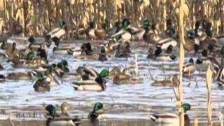 Waterfowl feeding in a cornmoist soilwetland in Calhoun County Illinois [upl. by Karwan840]