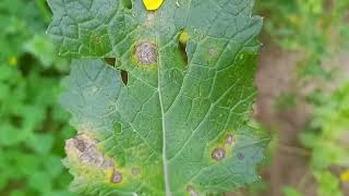 Alternaria leaf spot of mustard Alternaria blight Alternaria brassicae [upl. by Atiluap]