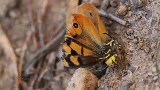 Parasitoid wasp attacks butterfly [upl. by Avihs]