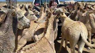 Bonaire Donkey Sanctuary 2 [upl. by Clem297]