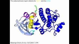 Ephrin cytoplasmic tyrosine kinase domain [upl. by Emmerie880]