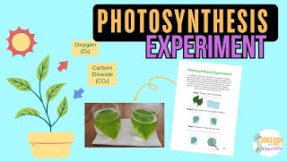 Photosynthesis Experiment Video Tutorial [upl. by Rome]