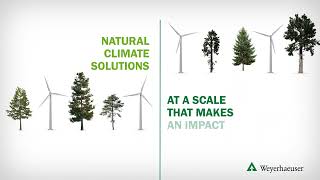 Weyerhaeusers Natural Climate Solutions [upl. by Eenalem]