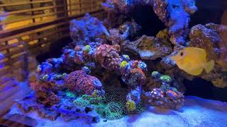 Acropora reef tank [upl. by Irra]