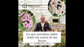 Lo que necesitas saber sobre las raíces de las hoyas para cultivarlas con éxito [upl. by Lainad]