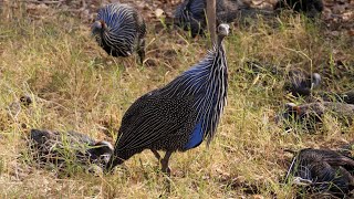 Vulturine Guineafowl in Kenya [upl. by Nazarius607]