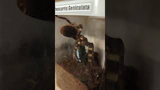 НЕНАВЯЗЧИВАЯ ТЕРРАРИУМИСТИКА Кормление Acanthoscurria Geniculata [upl. by Sherie]