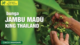 Jambu madu king Thailand  Hanani Agro Farm [upl. by Tecil725]