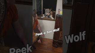 Peekaboo Wolf petwolf wolfpup wolfdog [upl. by Sibilla606]