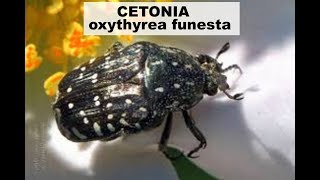 INSETTO CETONIELLA oxythyrea funesta [upl. by Paymar]