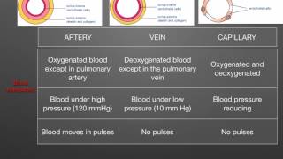 AS level G1 Arteries veins capillaries Ms Cooper [upl. by Mizuki381]