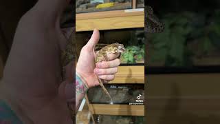 Gargoyle gecko life stages reptiles pets pet science nature [upl. by Carolle]