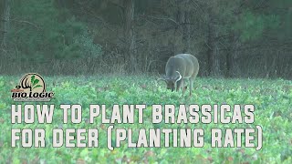 How to Plant Brassicas for Deer Planting Rate [upl. by Ihp]