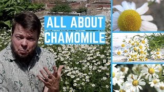 Medicinal Benefits of Chamomile [upl. by Schnorr]