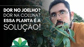 Dor no joelho Dor na coluna Essa planta é a solução [upl. by Yunfei]