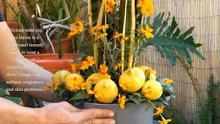 Mexican mint marigold and lemons on recycle ceramic cooking pot Pantone Colors of the Year Part 3 [upl. by Winona673]