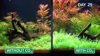 Plant aquarium in fast motion with or without CO2 [upl. by Canter]