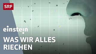 Unser Geruchssinn – Wie Düfte unser Leben beeinflussen  Einstein  SRF Wissen [upl. by Elmaleh]