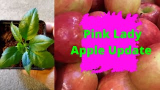 Pink Lady Apple Update [upl. by Miriam]