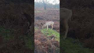 Fallow Deer Habitats A Journey Through Nature [upl. by Hairym448]