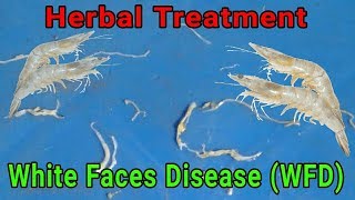 White Feces Disease WFD treatment in Shrimp culture vannamei farming [upl. by Aihsenyt499]