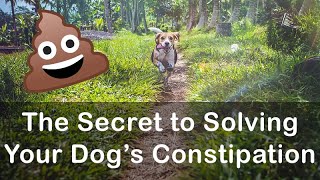 This Secret Ingredient Will Solve All of Your Dogs Constipation Problems [upl. by Hepsoj]