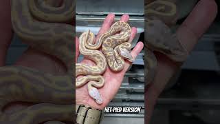 Recessive Mutation in Ball Pythons Heterozygous VS Homozygous genetics snakemorphs morphs [upl. by Arlee769]