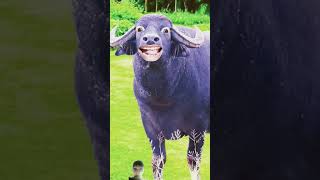 cow animals funny bull love bufflo funnybuffalo funnyanimals comedy buffalocomedy [upl. by Eba]