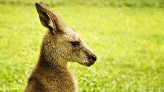 Cute Kangaroos in Singapore Zoo [upl. by Ebsen482]