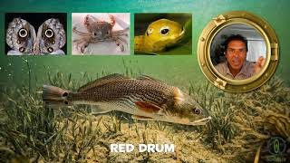 Red Drum Fish Facts [upl. by Janicki]