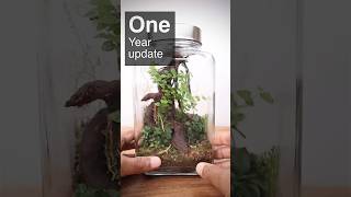 Scaped nature terrarium after one year featuring snails [upl. by Gilda296]