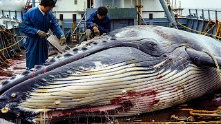 Fishermen Catch Whales This Way  Japanese Chefs Whale Meat Cutting And Processing Skills [upl. by Prevot]