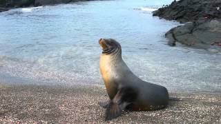 Sonido de Foca  Sonidos de Animales para Niños [upl. by Shepard602]