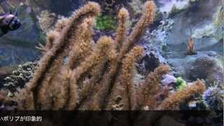 Boston New England Aquarium Beutiful Rare Caribbean Gorgonians [upl. by Llered]