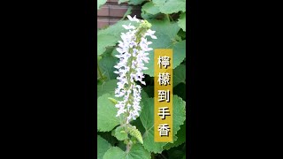 到手香左手香家族｜檸檬到手香，開花了！ [upl. by Selim724]