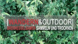 Brennesselsamen Sammeln und Trocknen  Gesunde Wildpflanzen [upl. by Moor]