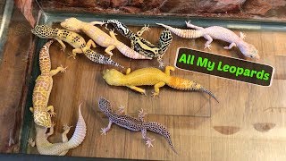 Leopard Geckos Roaming My Room [upl. by Saiff]