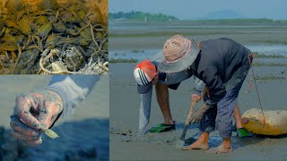 Catch Some Lingula Anatina at Mud Sea after Water Low Tide [upl. by Holly]