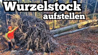 Umgestürzte Buche fällen  Wurzelstock aufstellen [upl. by Isyed609]