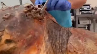 Clearing barnacles off sea turtle full video [upl. by Nnire]