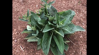 Propagating and Using Comfrey in the Garden [upl. by Jareen171]