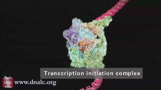 DNA Transcription Advanced [upl. by Kcirrek640]