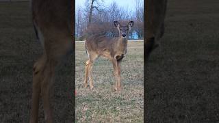 Some cute deer around sunset [upl. by Wills]