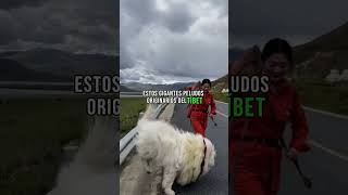 quotMastín Tibetano El Perro Más Caro del Mundoquot animales shorts perros [upl. by Chaiken]