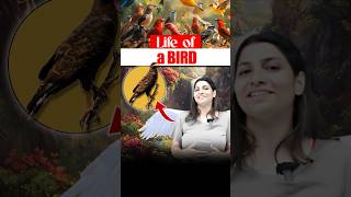 Life of a bird 🕊️neetbiology neet2025 riturattewal bird lifeofbird [upl. by Annaul]