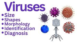 General Virologyviruscapsidcapsomeres nucleocapsidsizeshapegeometrysymmetry microbiology [upl. by Dwyer44]