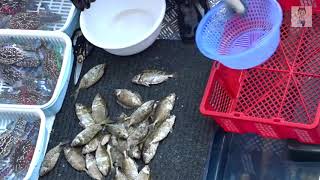 To Kill Siganus Fuscescens With Scissors At Floating Seafood Market At Sai Kung Of Hong Kong [upl. by Washko672]