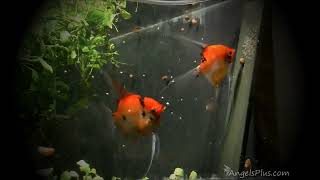 Koi Angelfish Breeding Pair 2408 [upl. by Cire]